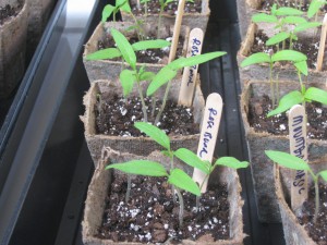 Tomato Seedlings