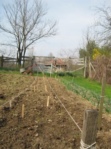 starting to plant
