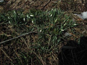 Snowdrops