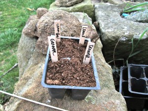 Planting Basil