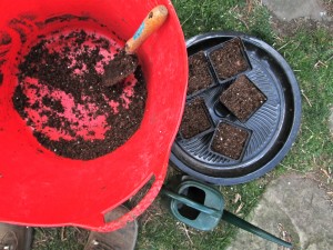 Planting tomatoes