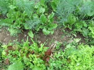 Beets overhead