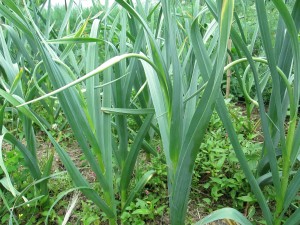 Great Garlic