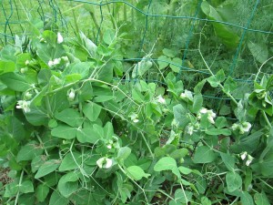 Peas a plenty