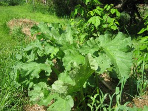 Rhubarb