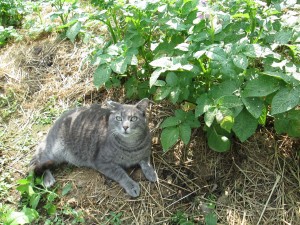 Ricky Guarding the Garden