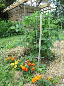 Tall Tomato