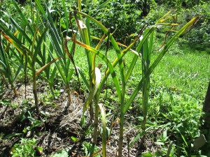 Garlic for harvest